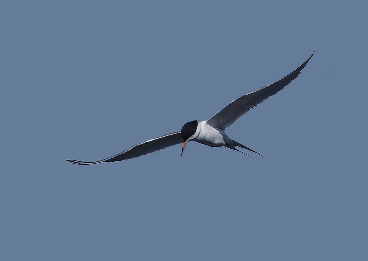 Forster's Tern - ML581969951