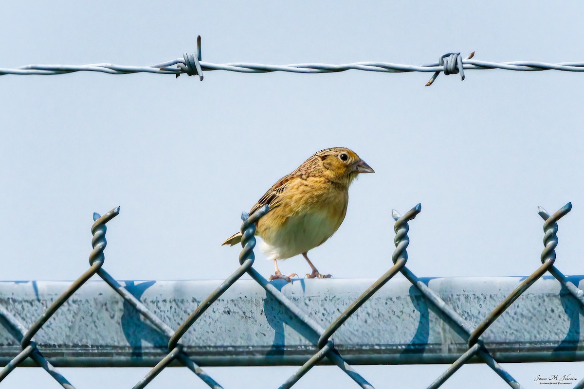 Grasshopper Sparrow - James Johnston