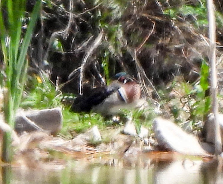 Wood Duck - ML581970951