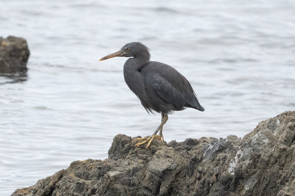 Pacific Reef-Heron - ML581971821