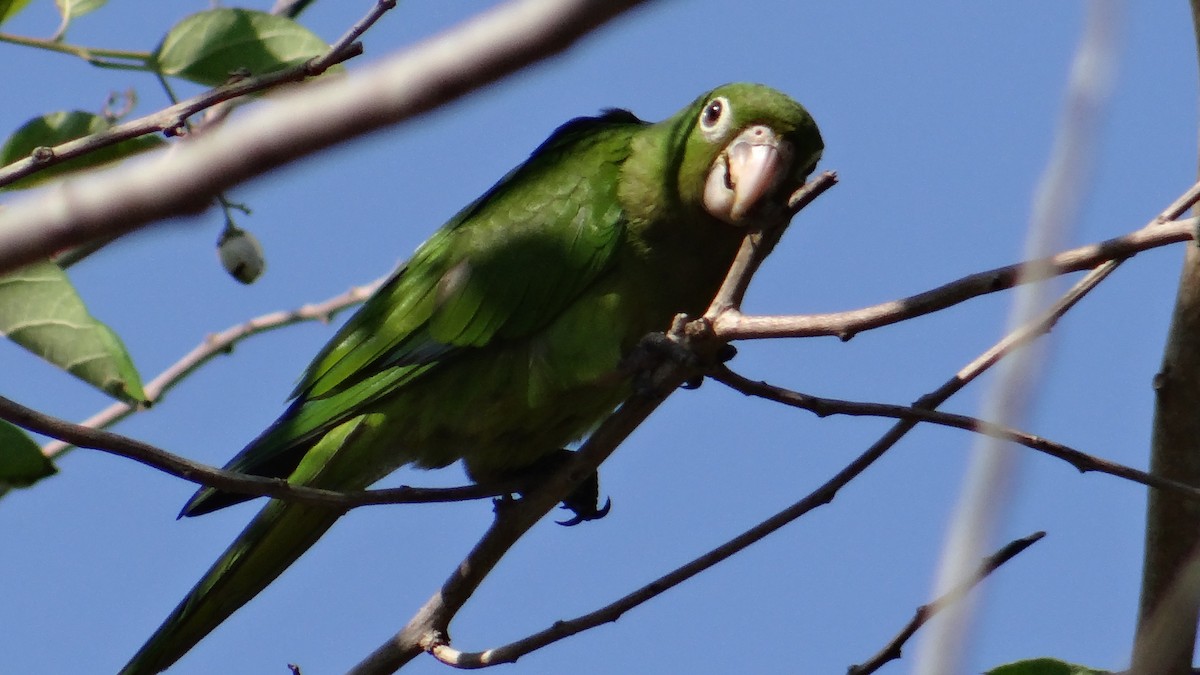 Olive-throated Parakeet - ML58197201