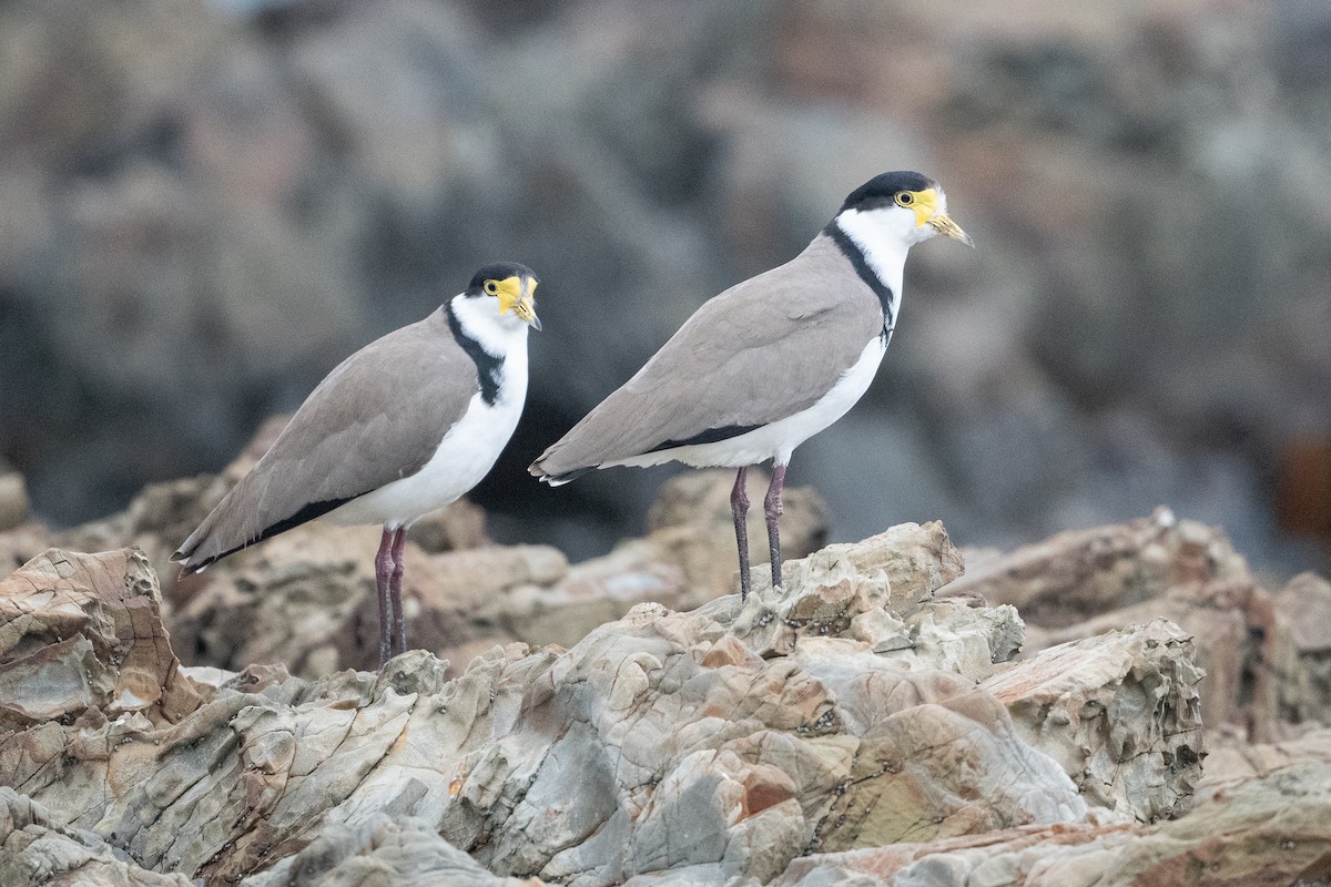 Masked Lapwing - ML581972061