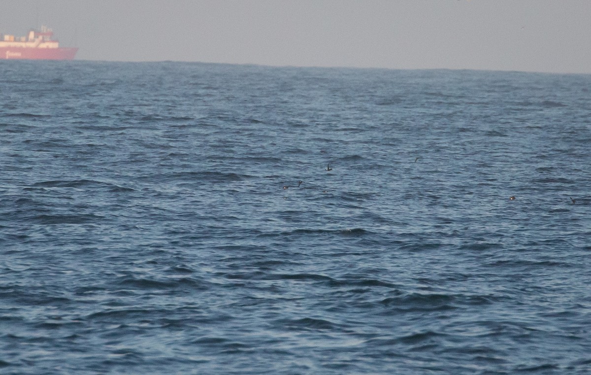 黃蹼洋海燕 - ML581972501