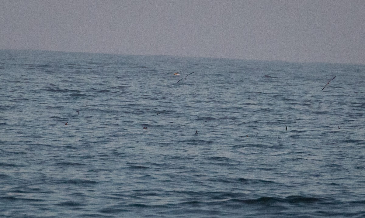 黃蹼洋海燕 - ML581972801