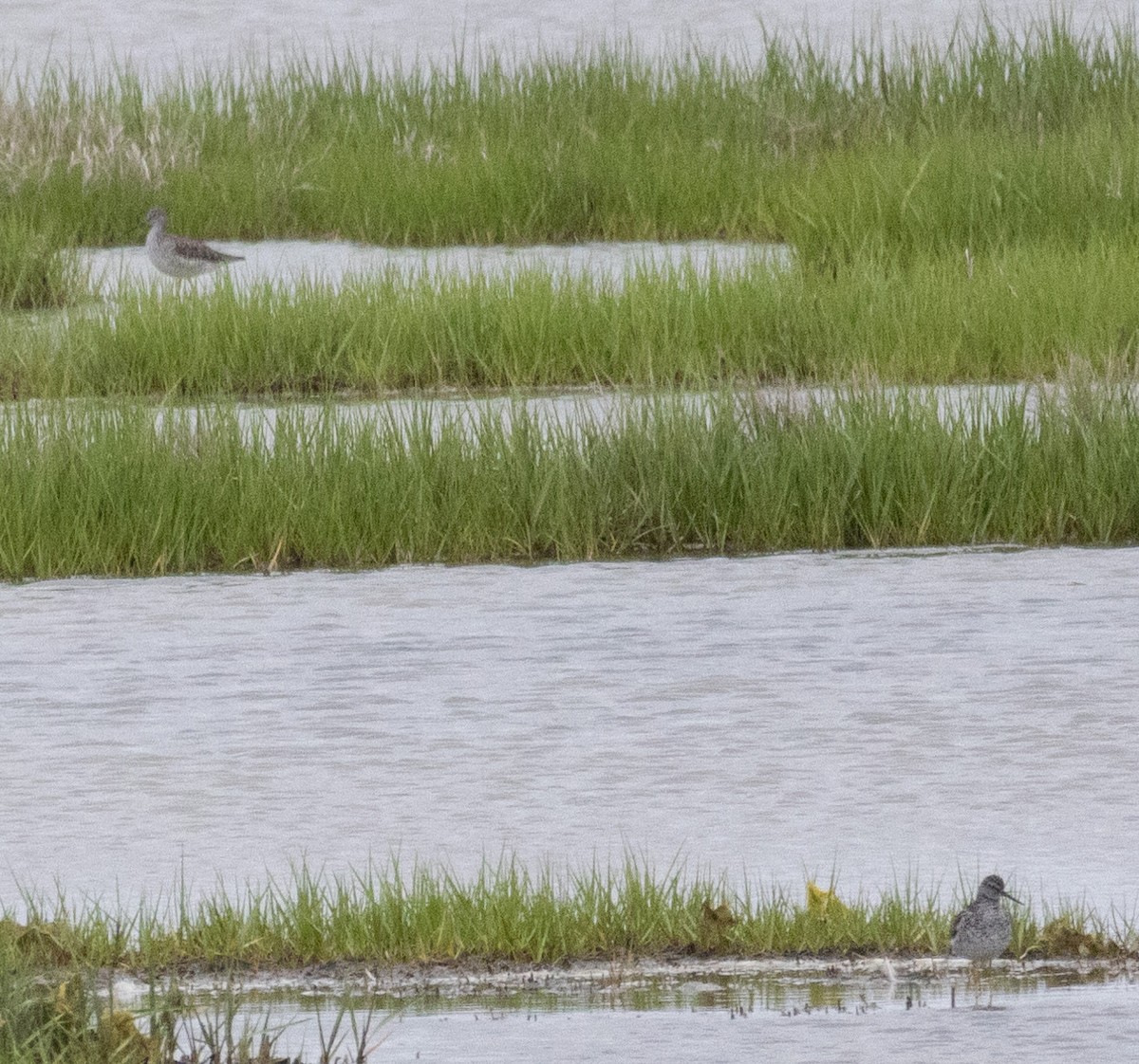 Greater Yellowlegs - ML581974581