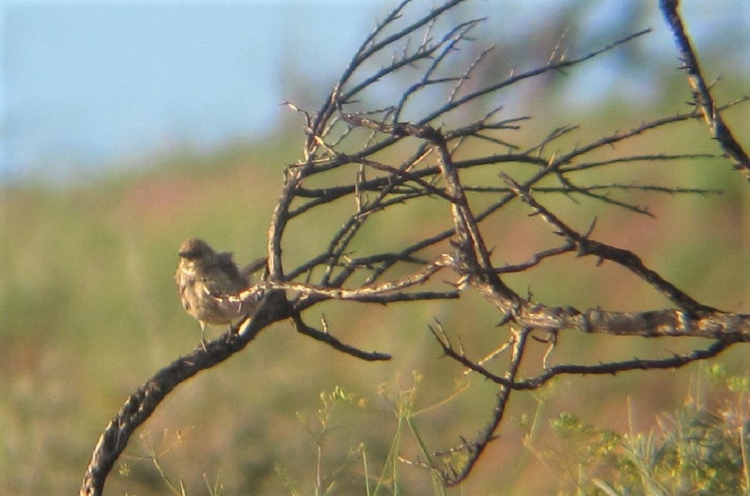 Sage Thrasher - Mark Vernon