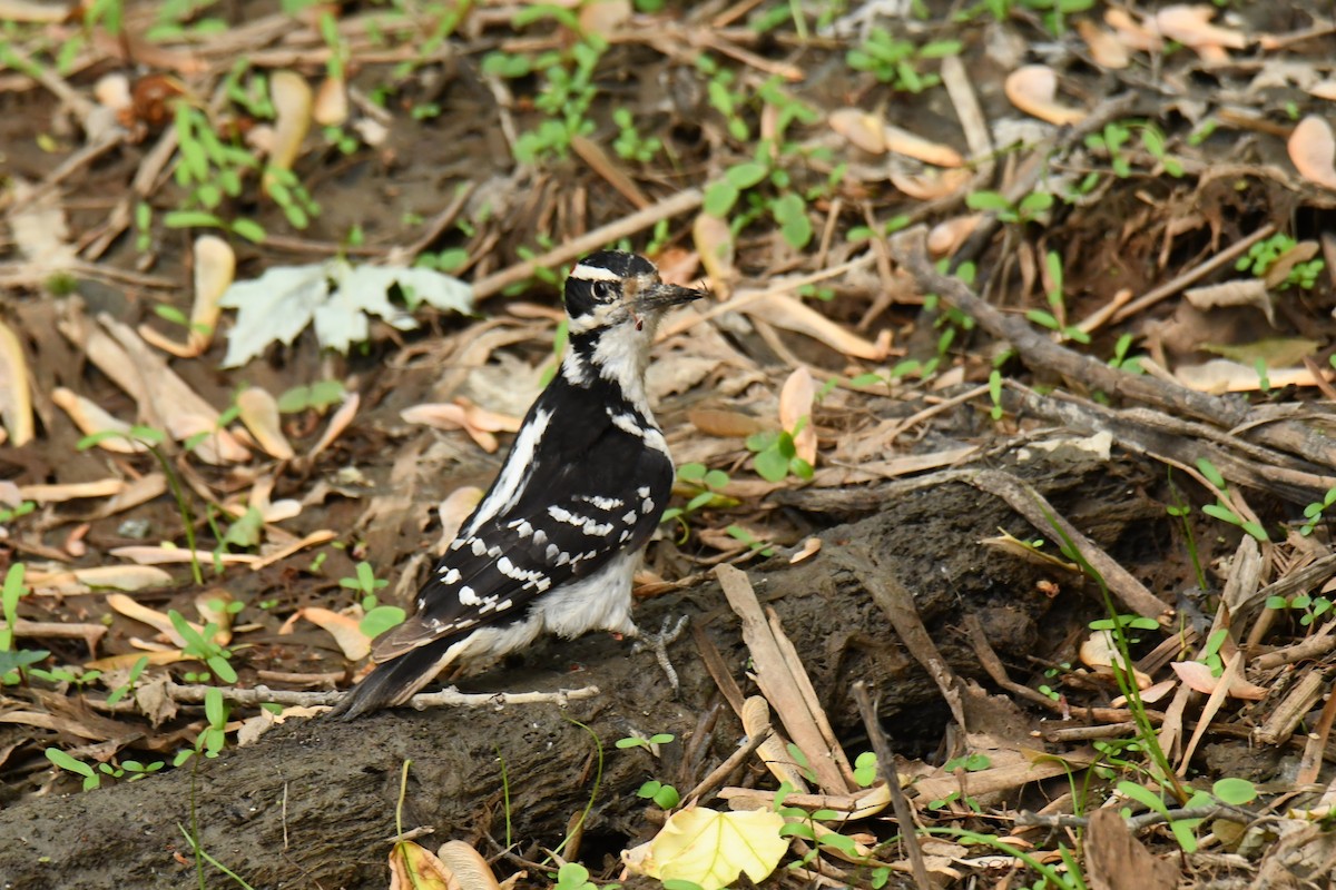 Hairy Woodpecker - france dallaire