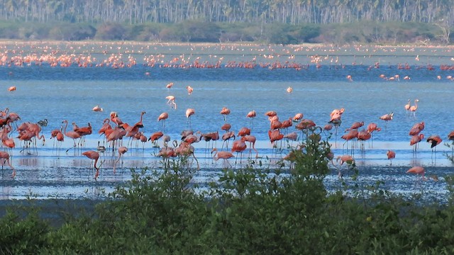 Karibeko flamenkoa - ML581976111