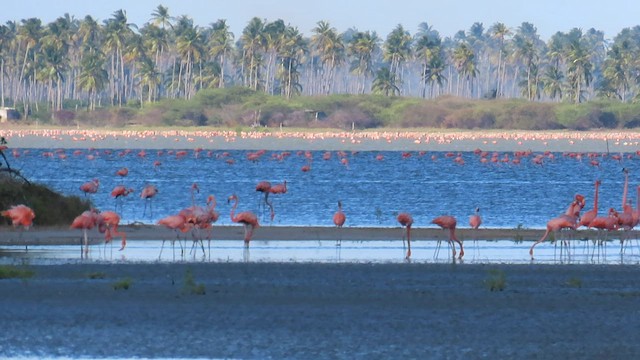 American Flamingo - ML581976161