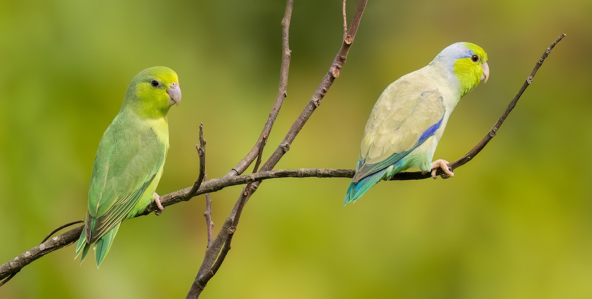 Pacific Parrotlet - Josee Normandeau