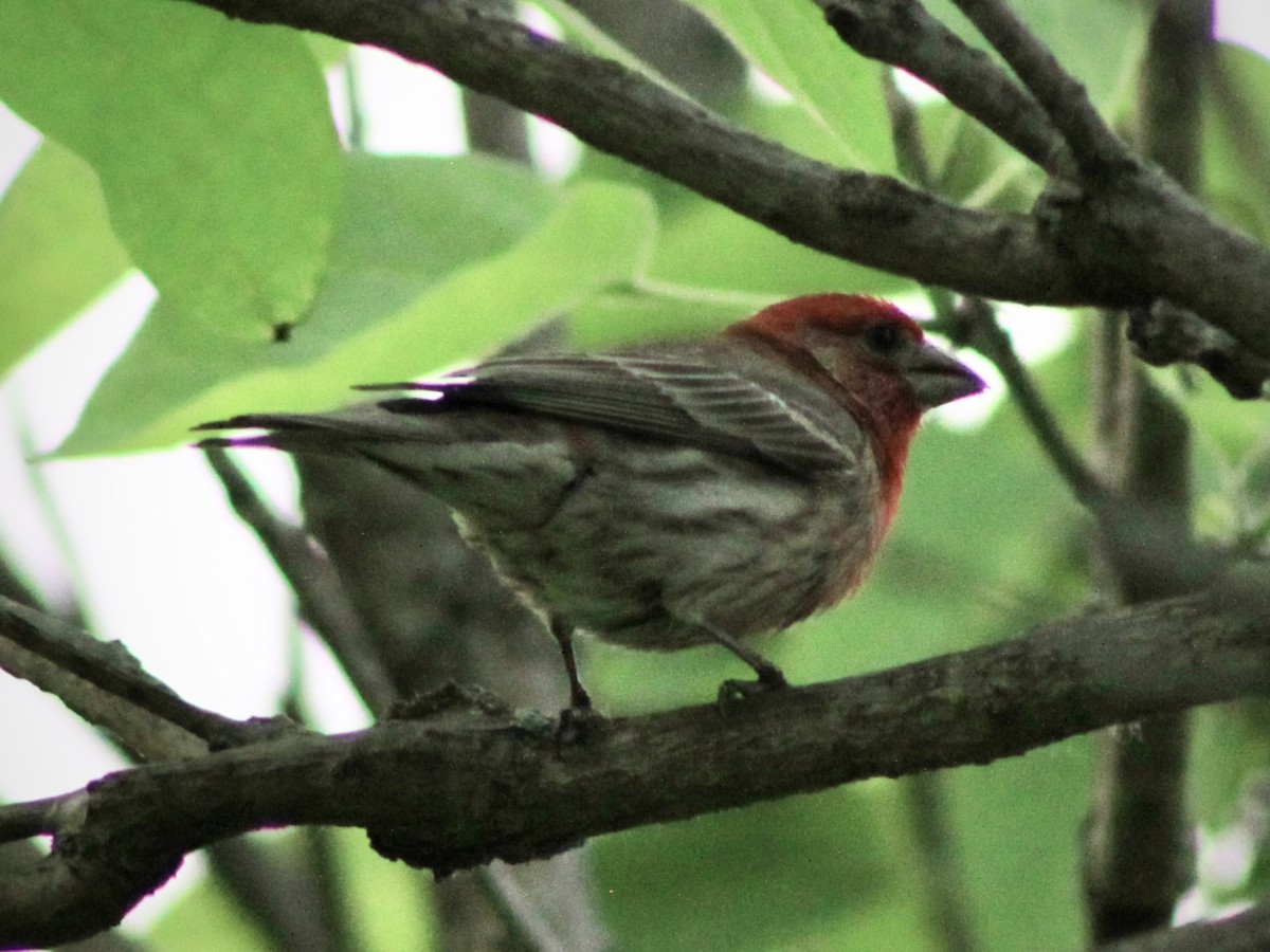 House Finch - ML581976871