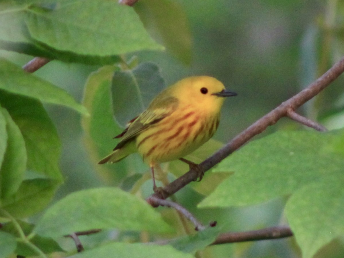 Paruline jaune - ML581976991