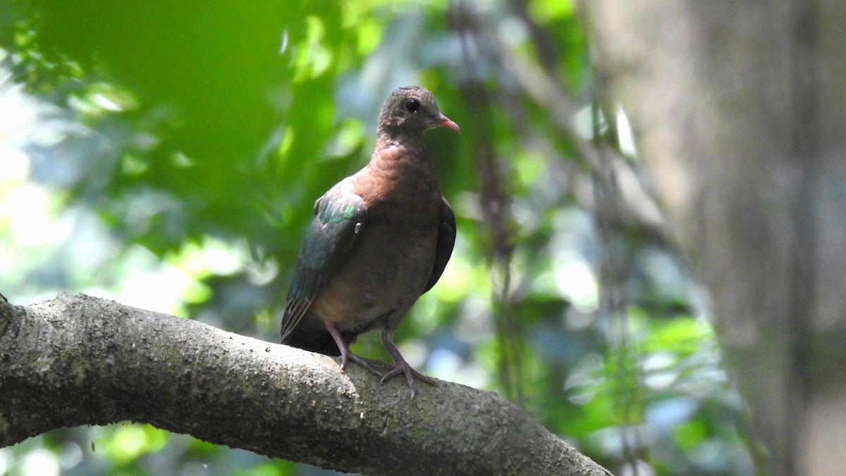 Asian Emerald Dove - aerolife 169 熊盛志