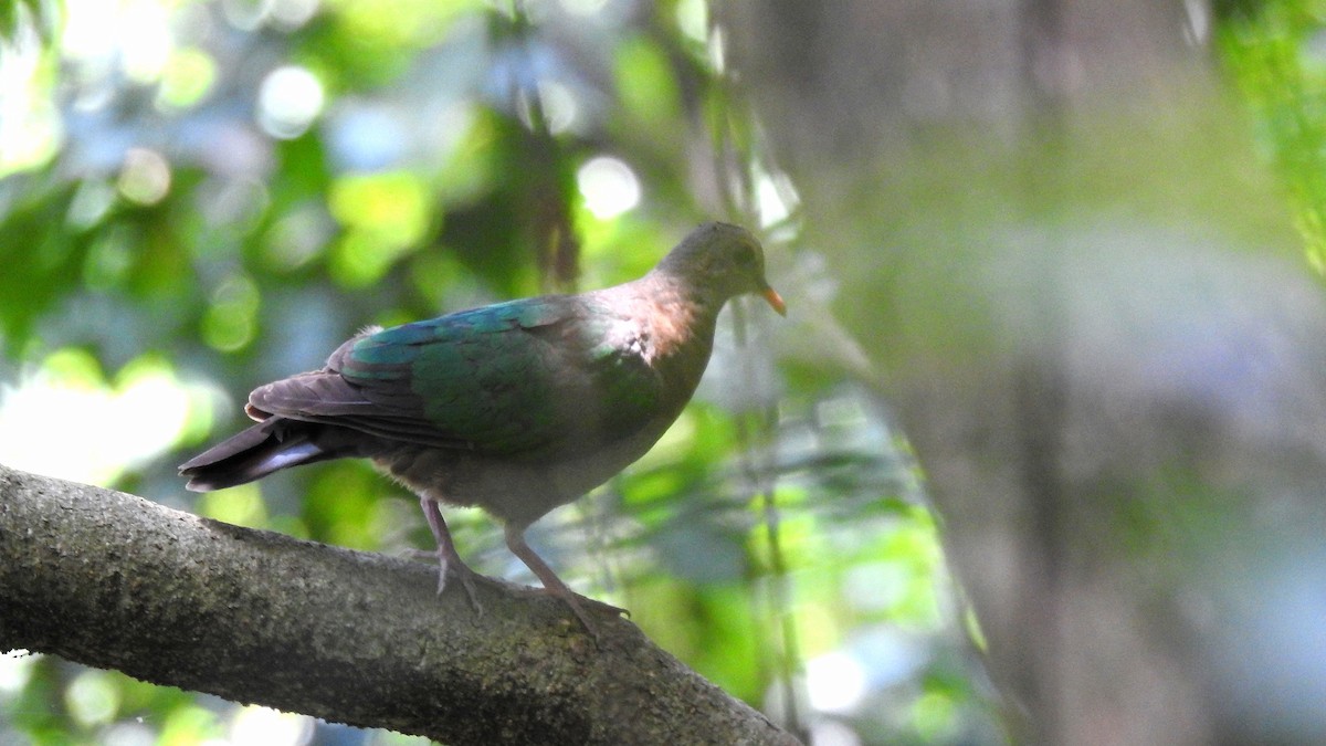 Palomita Esmeralda Cabecigrís - ML581978441