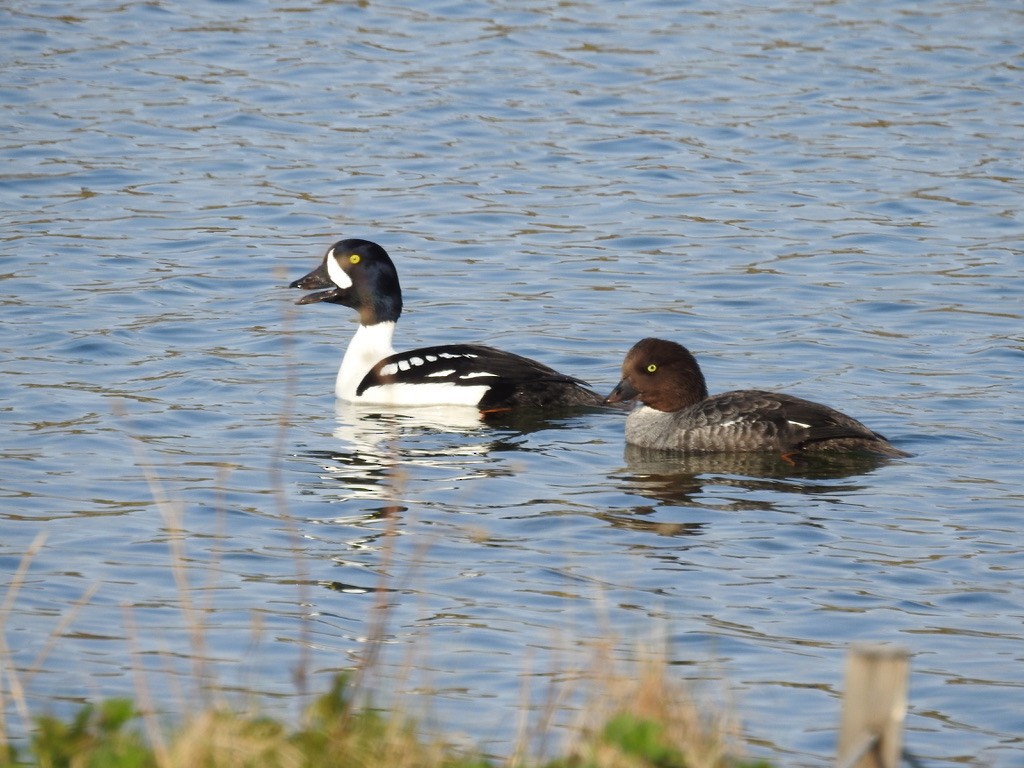 Barrow's Goldeneye - ML581978791