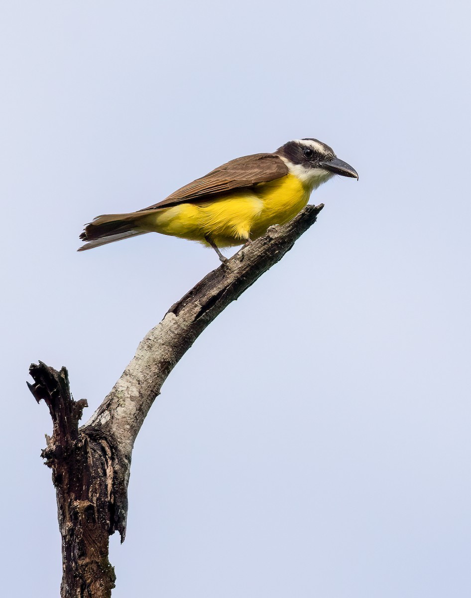 Boat-billed Flycatcher (Tumbes) - ML581979121