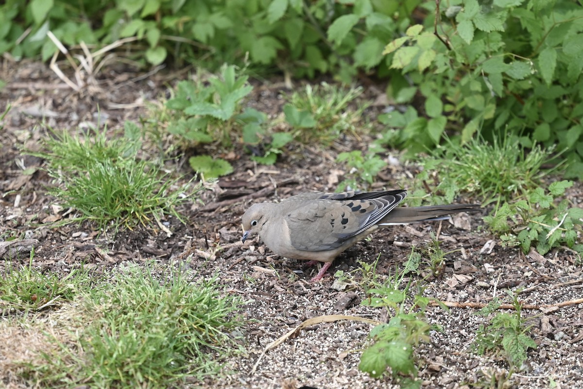 Mourning Dove - ML581979921