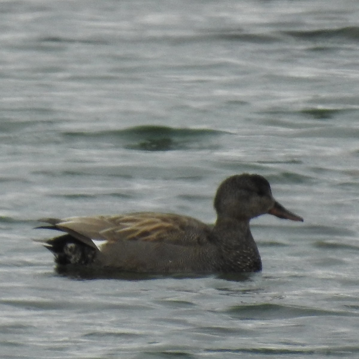 Gadwall - ML581980771