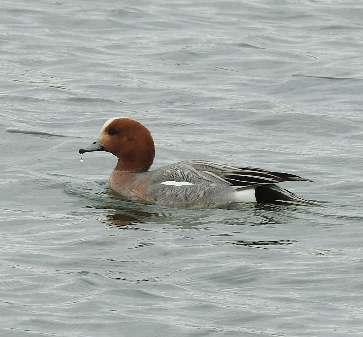 Eurasian Wigeon - ML581980871