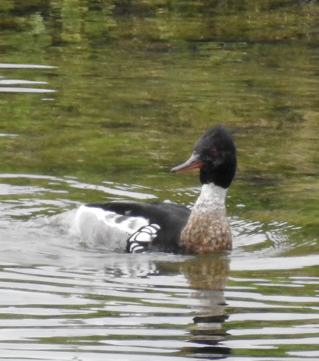 Red-breasted Merganser - ML581980911