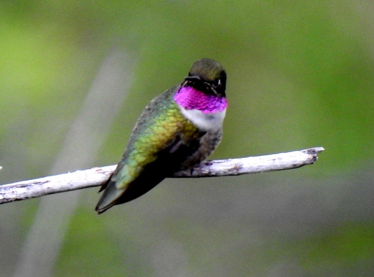 Black-chinned x Broad-tailed Hummingbird (hybrid) - Pat Grantham