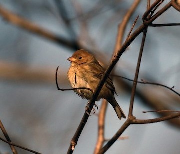 Indigo Bunting - ML581981501
