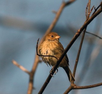 Indigo Bunting - ML581981591