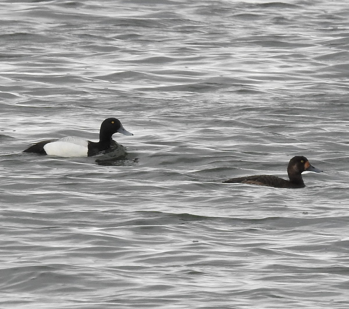 Greater Scaup - ML581981781