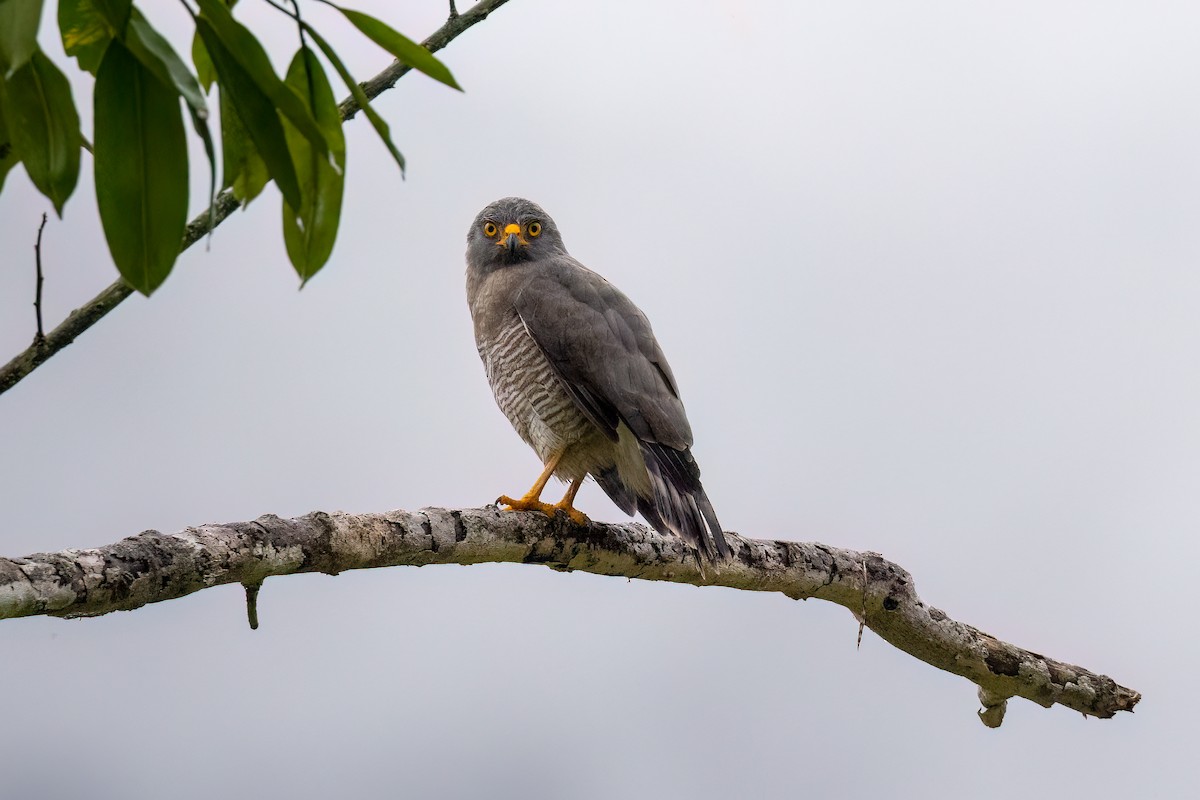 Roadside Hawk - ML581982071