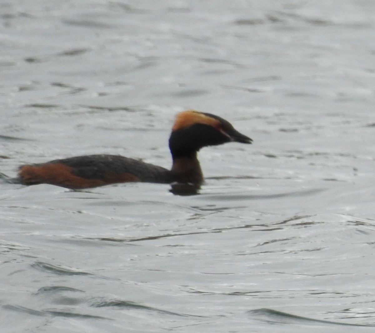 Horned Grebe - ML581982181