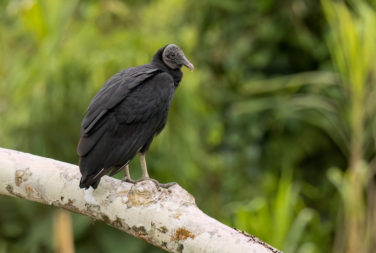 Black Vulture - ML581982831