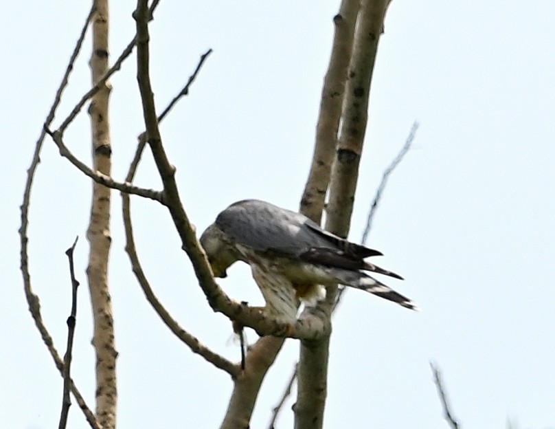 Faucon émerillon - ML581982881