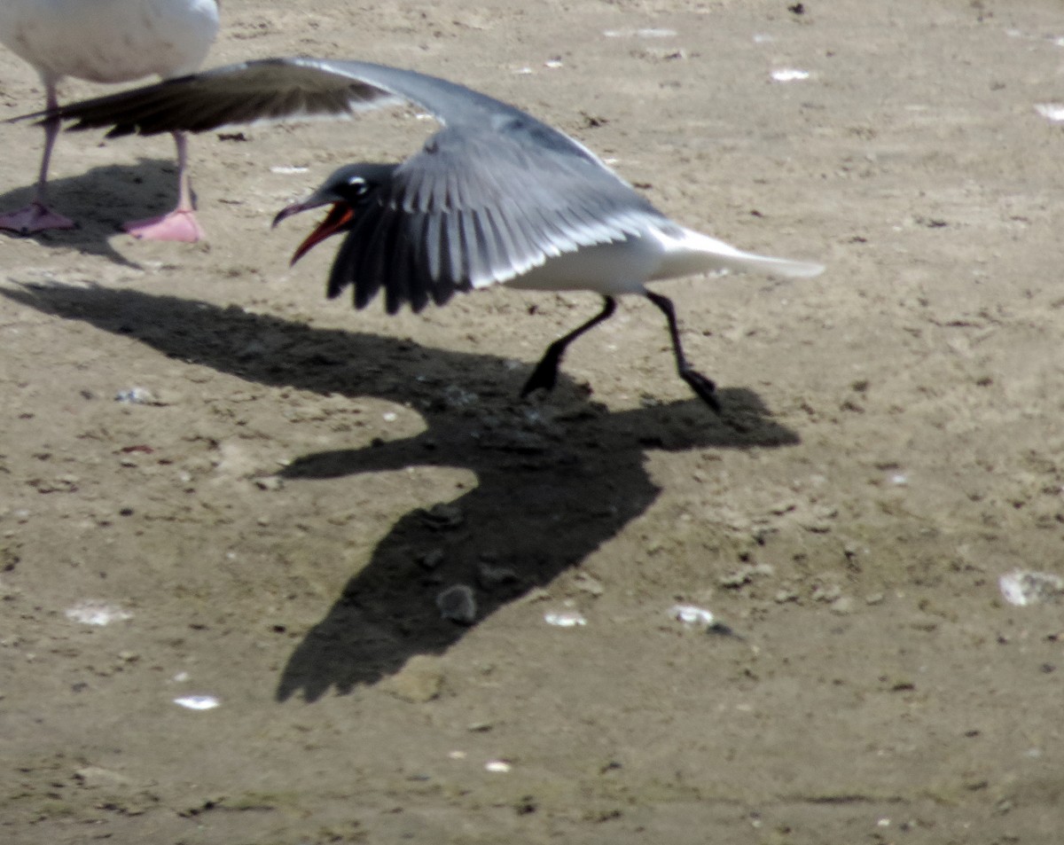 Laughing Gull - ML58198441