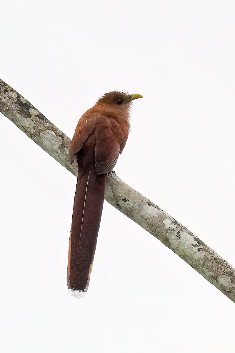 Squirrel Cuckoo - ML581984841