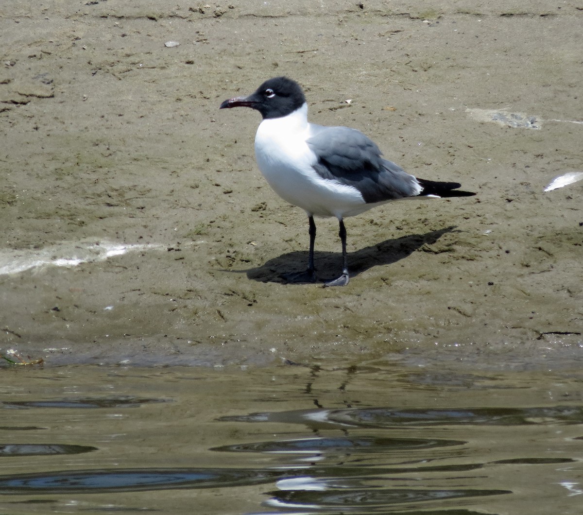 Laughing Gull - ML58198521