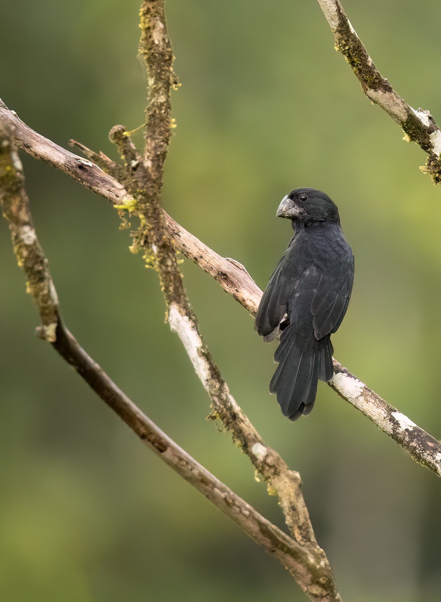 Sporophile à bec noir - ML581985511