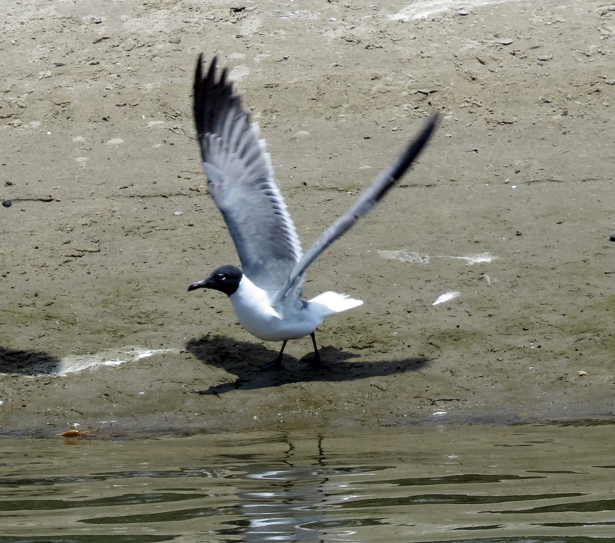 Laughing Gull - ML58198571