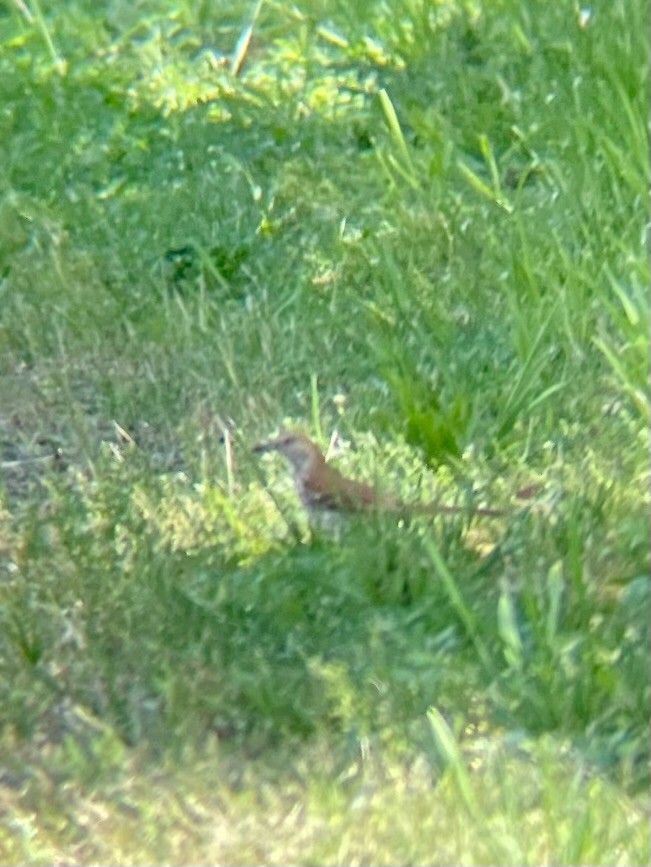 Brown Thrasher - ML581985891