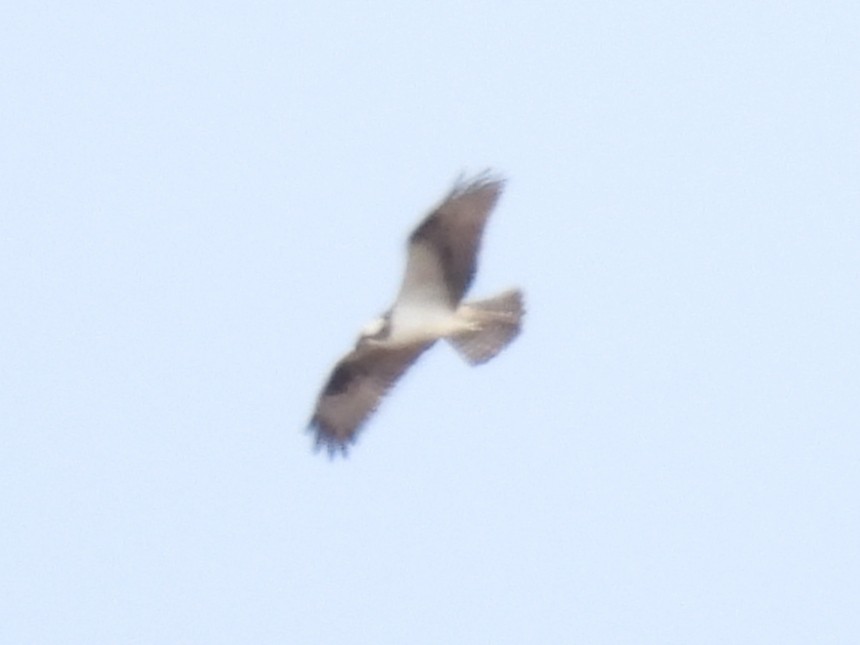 Osprey - ML581986121