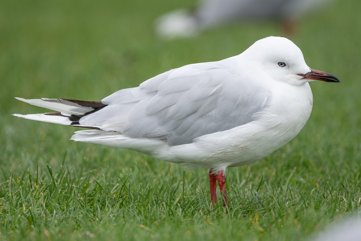 Black-billed Gull - David Turgeon