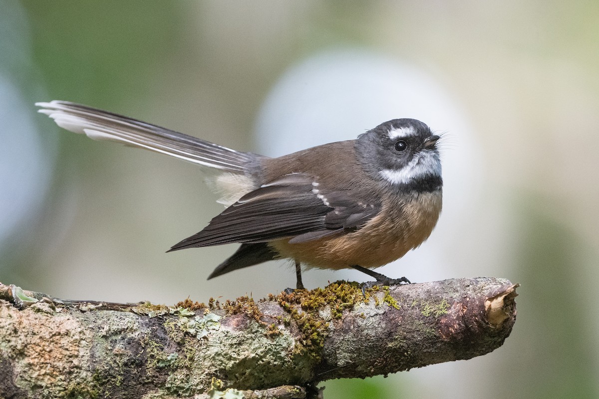 New Zealand Fantail - ML581987401