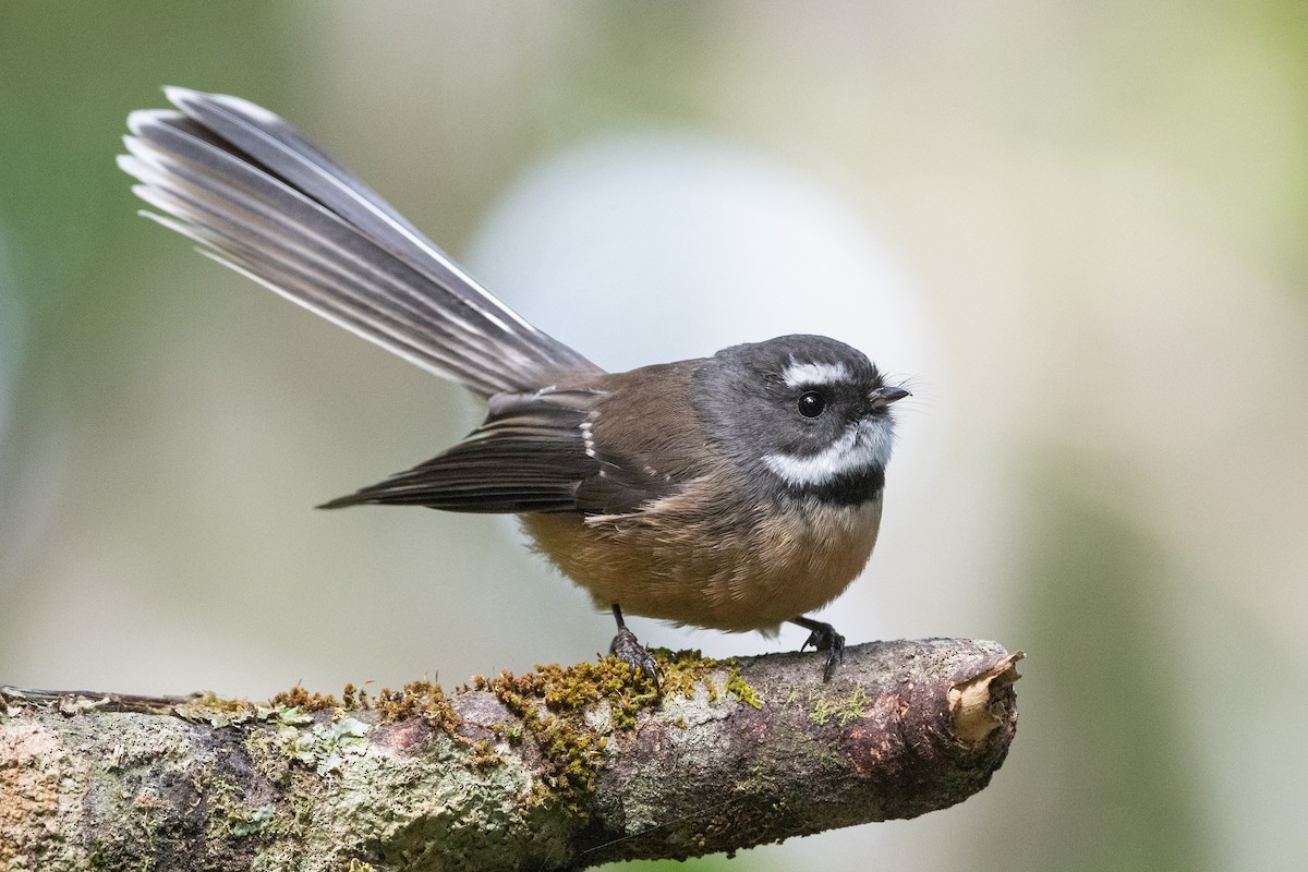 New Zealand Fantail - David Turgeon