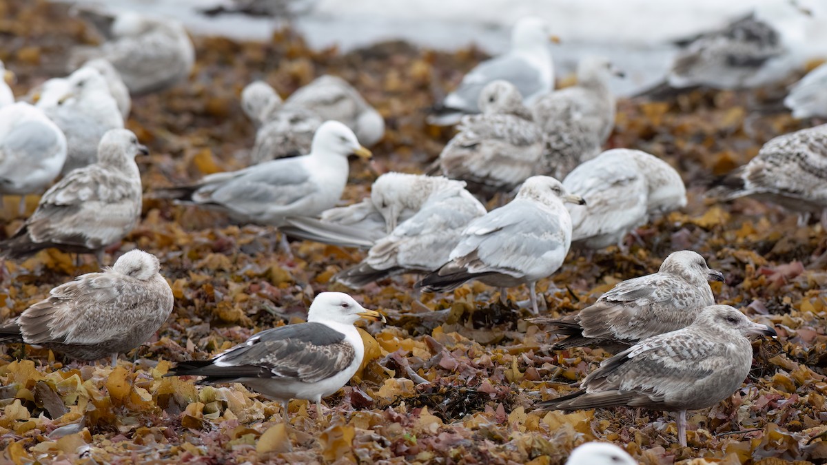 Lesser Black-backed Gull - ML581987591