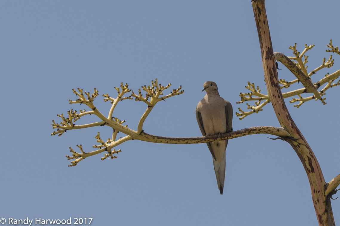 Mourning Dove - ML58198811