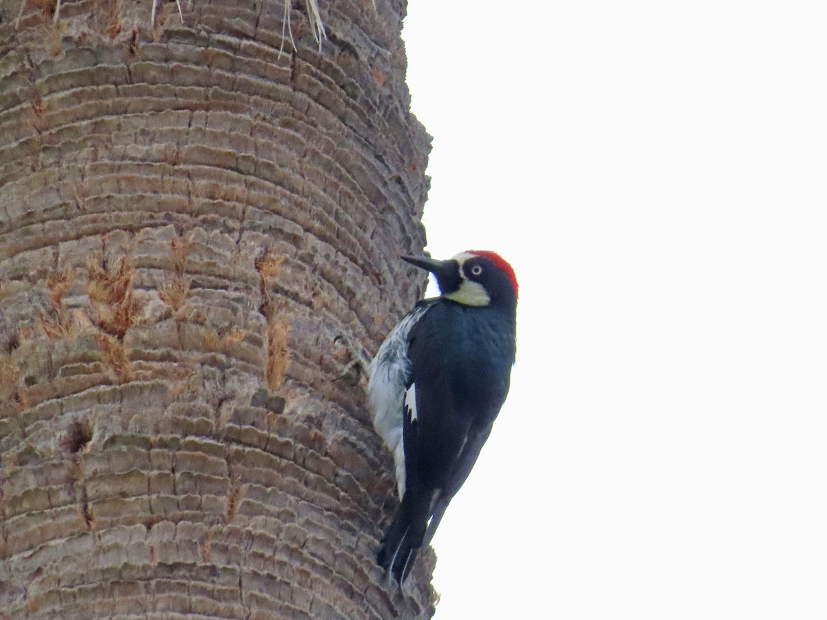 Acorn Woodpecker - ML581988831