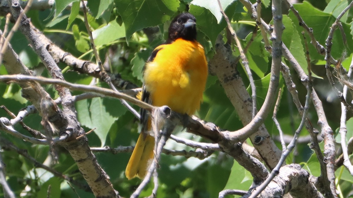 Baltimore Oriole - ML581989131