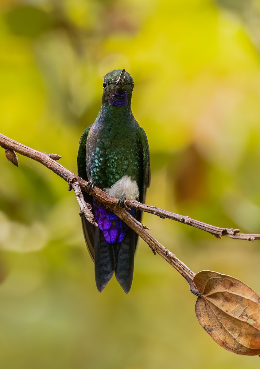 Glowing Puffleg - Josee Normandeau