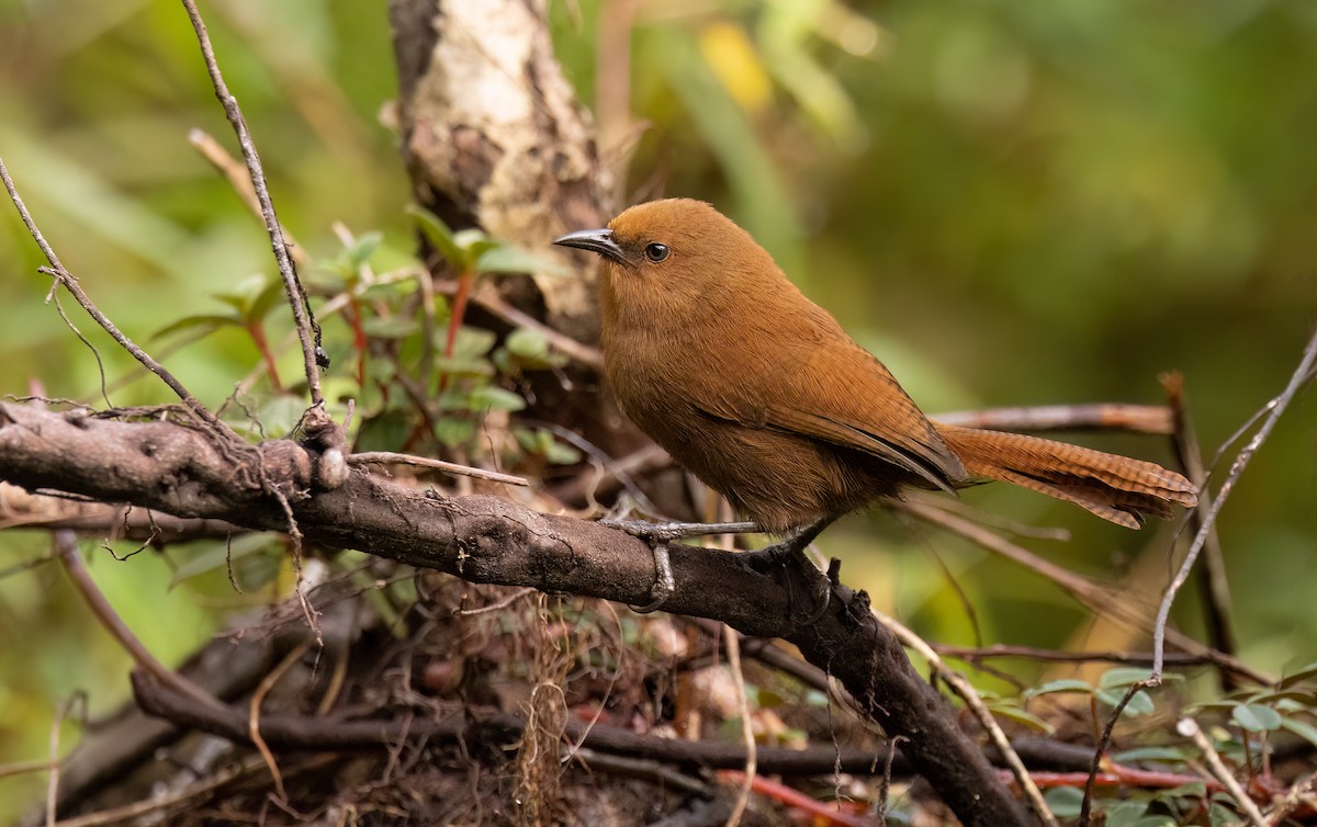 Rufous Wren - Josee Normandeau