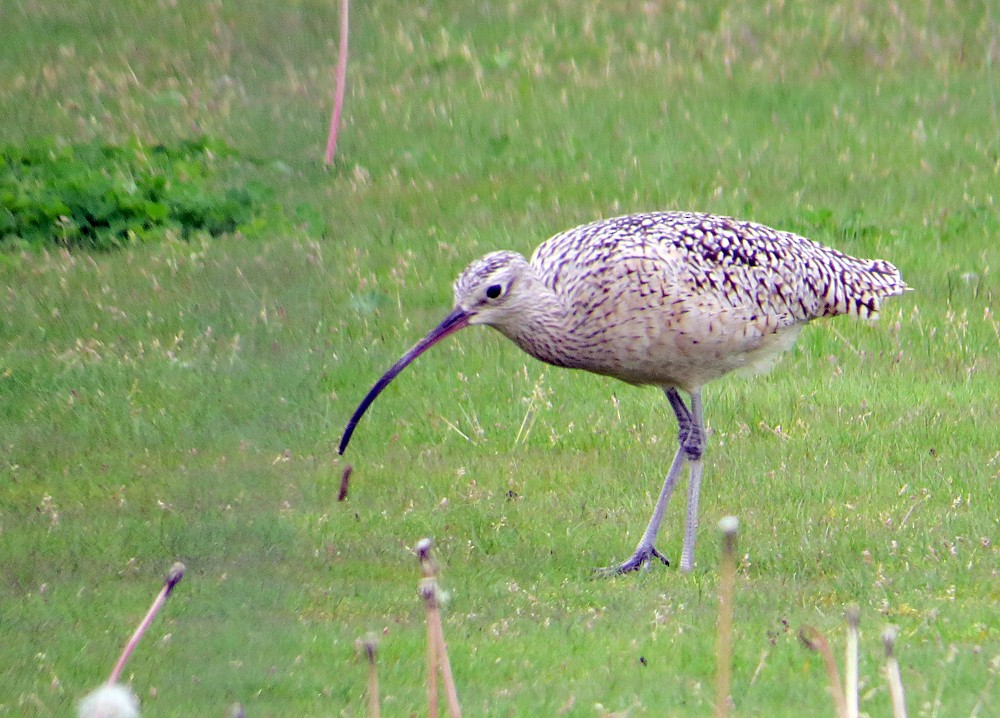 Long-billed Curlew - ML58198981