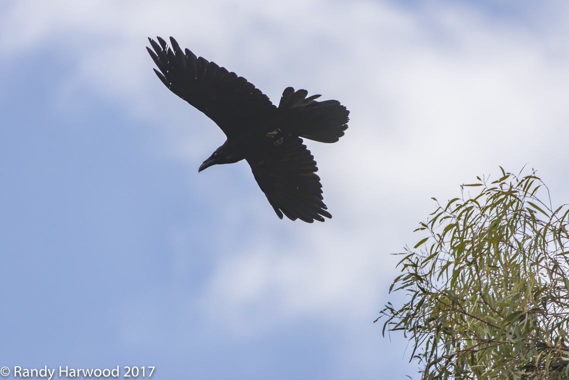 Common Raven - ML58198991